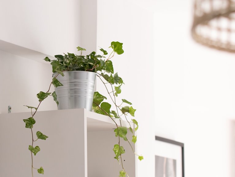 indoor vine plant care guide