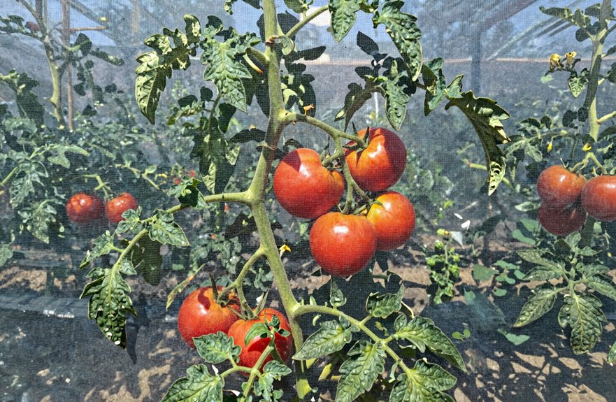shade cloth reduces heat preserves blossoms