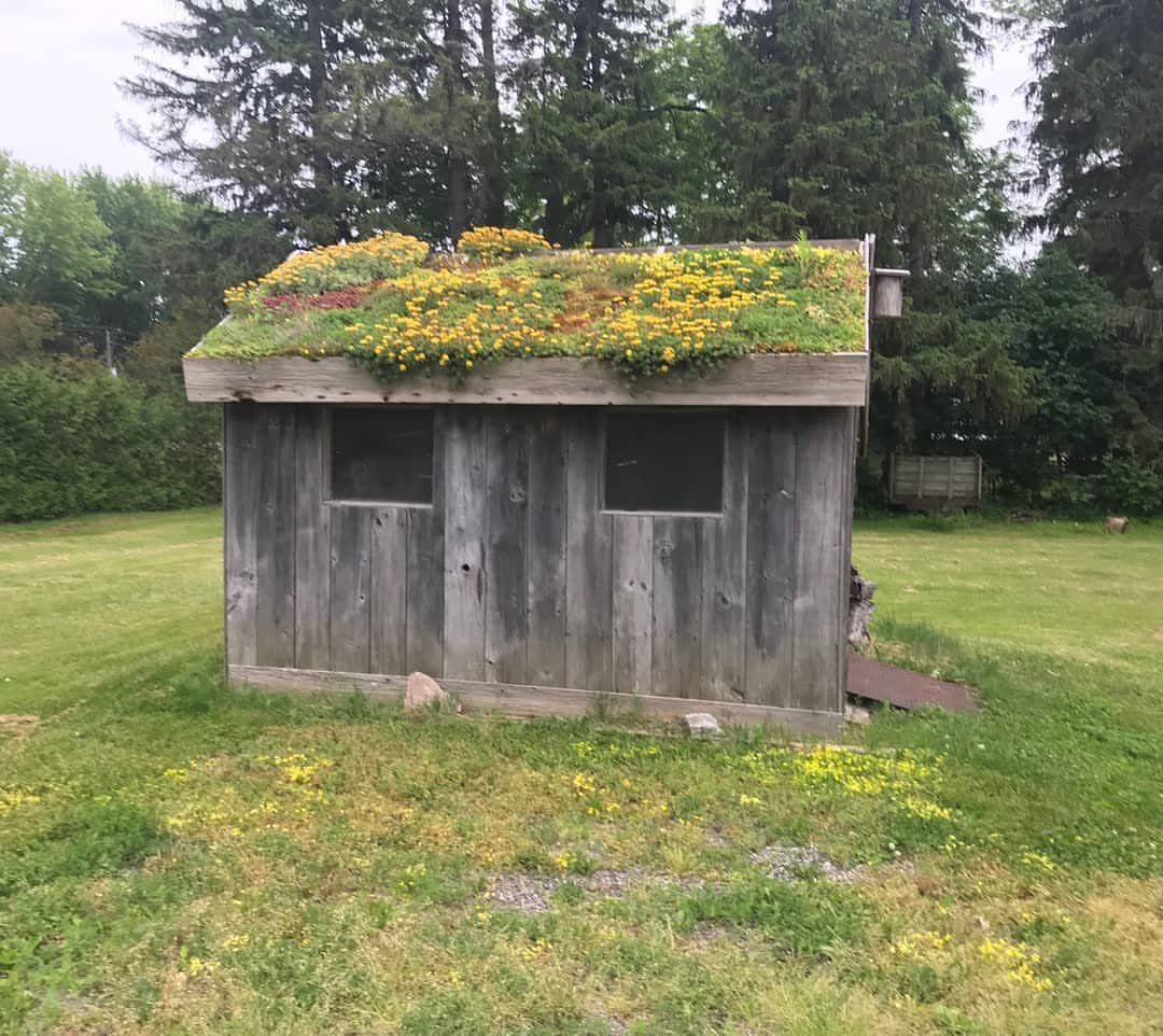A weathered wooden shed featuring a vibrant green roof covered in yellow flowers and greenery.