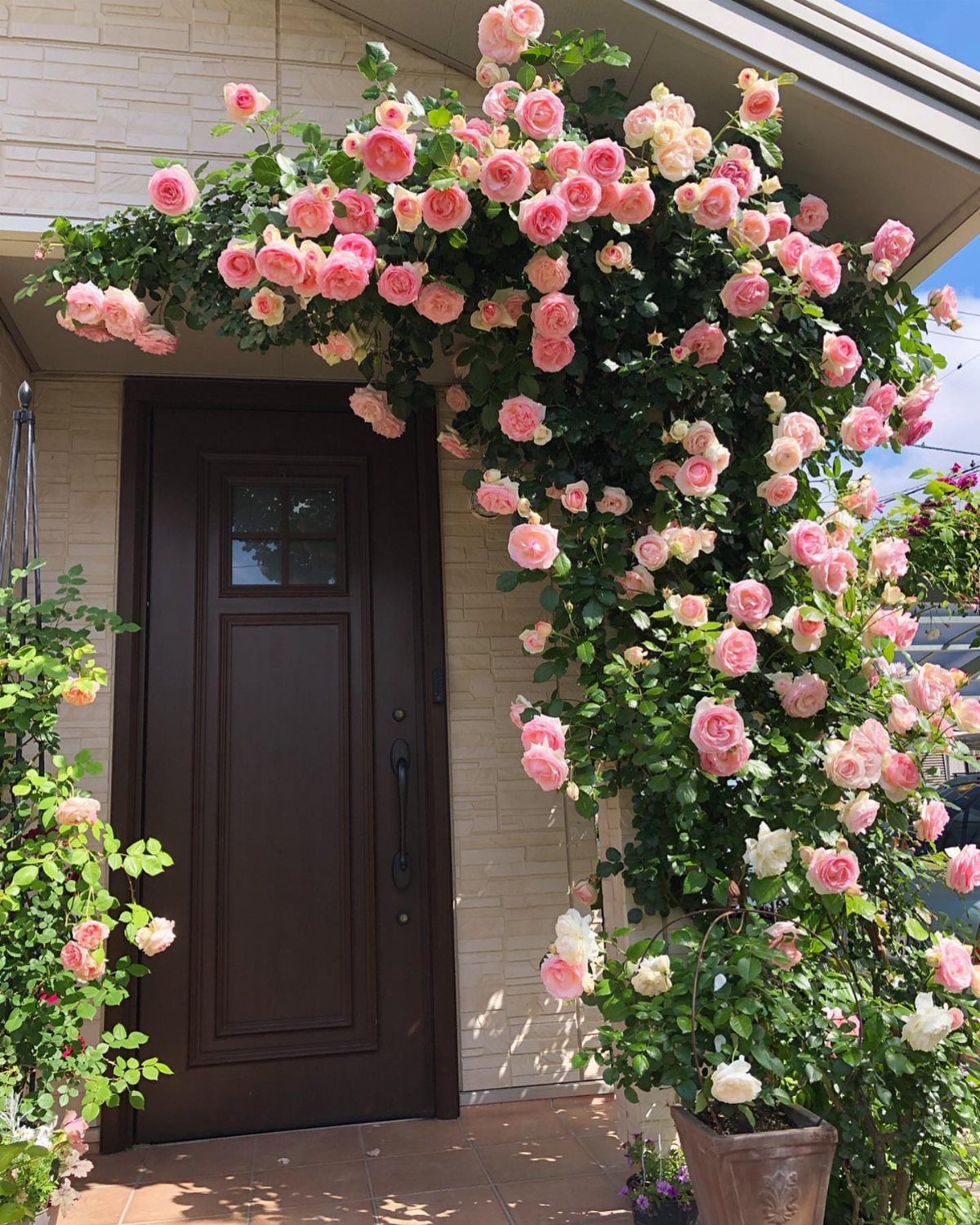 22 Flowers in Front of House Ideas for Curb Appeal 6 Pink climbing roses arching over a dark brown front door on a house exterior.