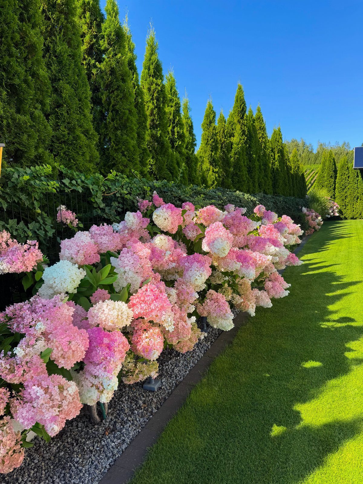 22 Flowers in Front of House Ideas for Curb Appeal 13 Pink and white hydrangeas blooming in a long garden bed next to a green lawn.