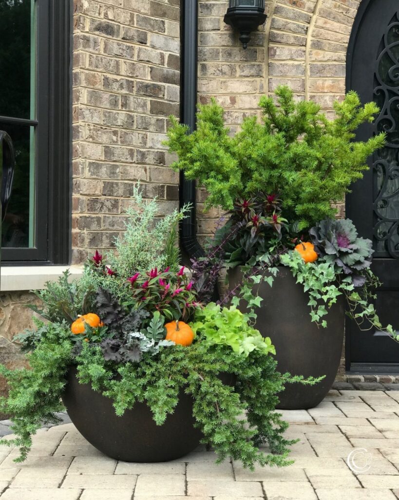 Two large dark planters filled with green shrubs, ornamental kale, and small pumpkins on a stone patio.