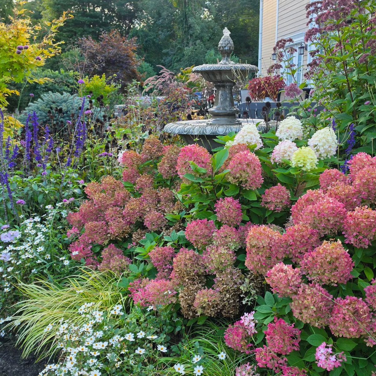 22 Flowers in Front of House Ideas for Curb Appeal 19 Pink and white hydrangeas blooming in a lush garden near a stone fountain.