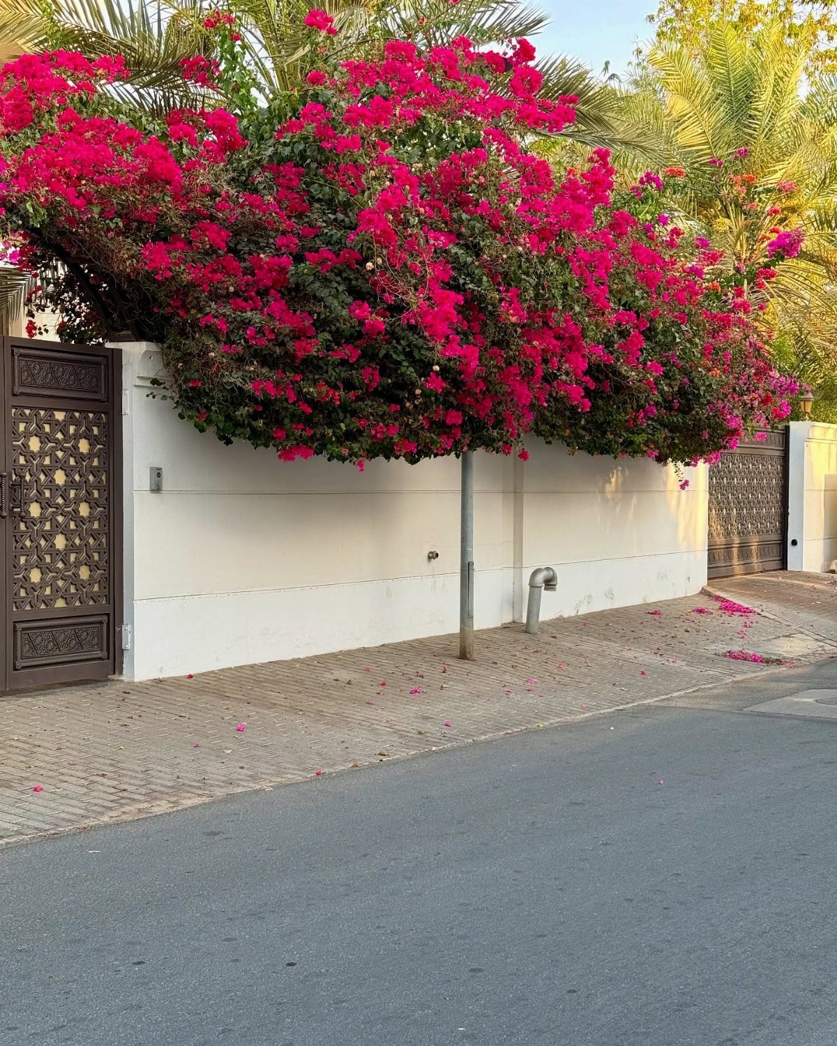 22 Flowers in Front of House Ideas for Curb Appeal 5 Bright pink bougainvillea flowers growing along a white wall next to a decorative metal gate.