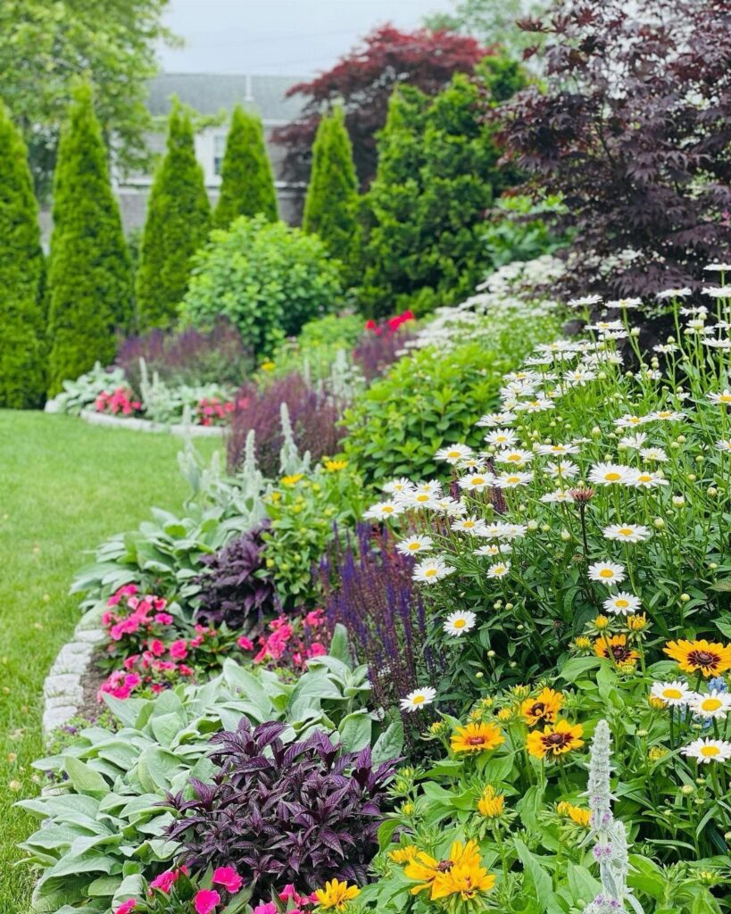 A vibrant layered perennial garden border with white daisies and colorful flowers against green shrubs.