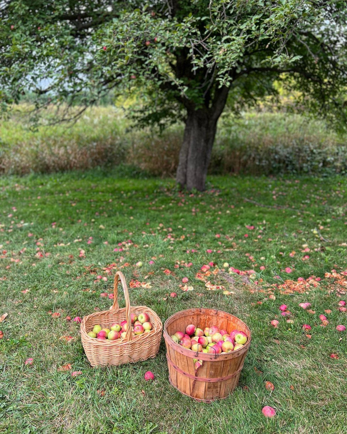 Two baskets filled with fresh apples sitting on green grass beneath a large fruit tree.