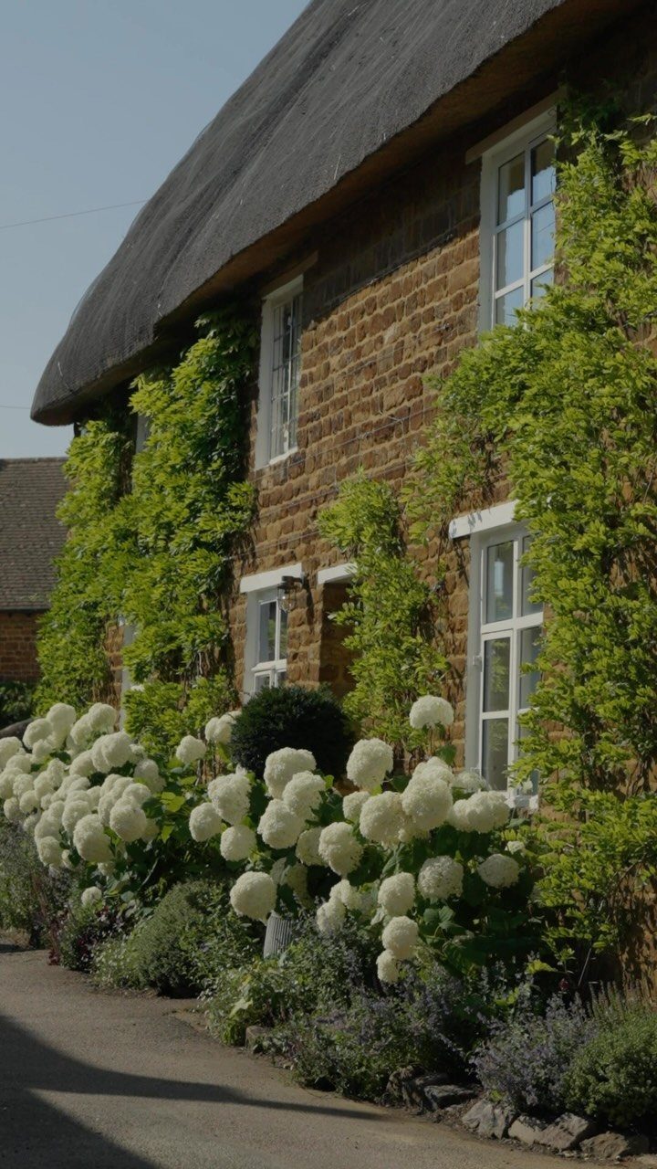 22 Flowers in Front of House Ideas for Curb Appeal 12 White hydrangea bushes and green climbing vines growing against a stone cottage wall.