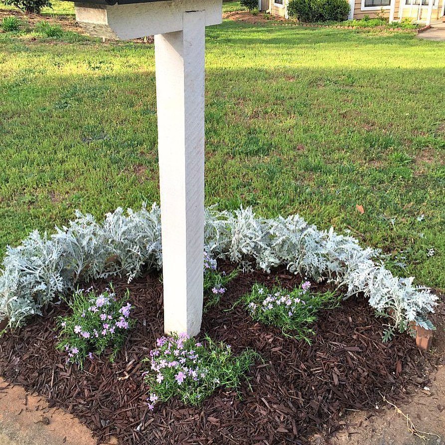 22 Flowers in Front of House Ideas for Curb Appeal 10 A white mailbox post surrounded by a circular mulch bed with silvery plants and purple flowers.