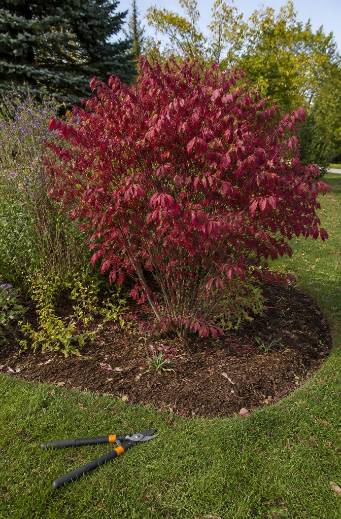 Burning Bush Landscaping: Growth, Care, and Invasive Risks 4 A bright red burning bush surrounded by pruned flowerbeds and mulch.