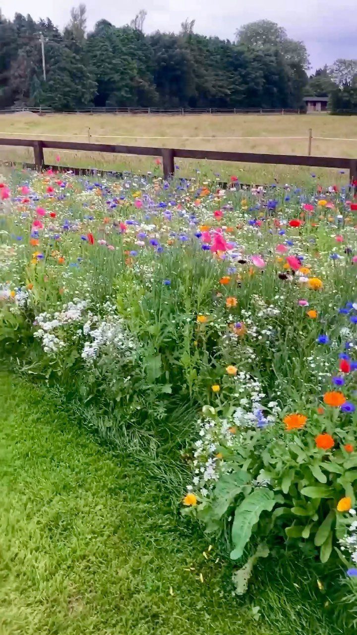 Colorful wildflowers in red, orange, and purple bloom densely in a garden bed next to a lawn.