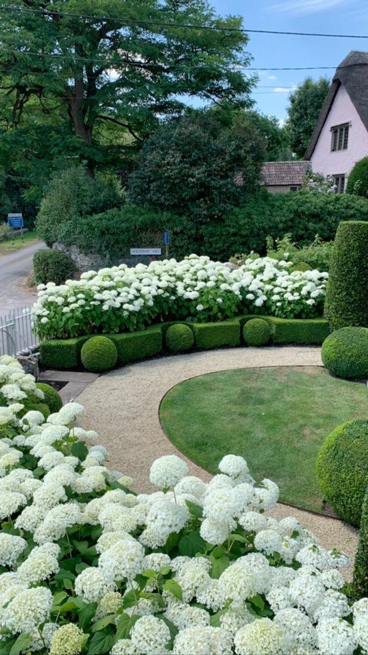 White hydrangea bushes and manicured boxwood shrubs bordering a curved pea gravel garden pathway.