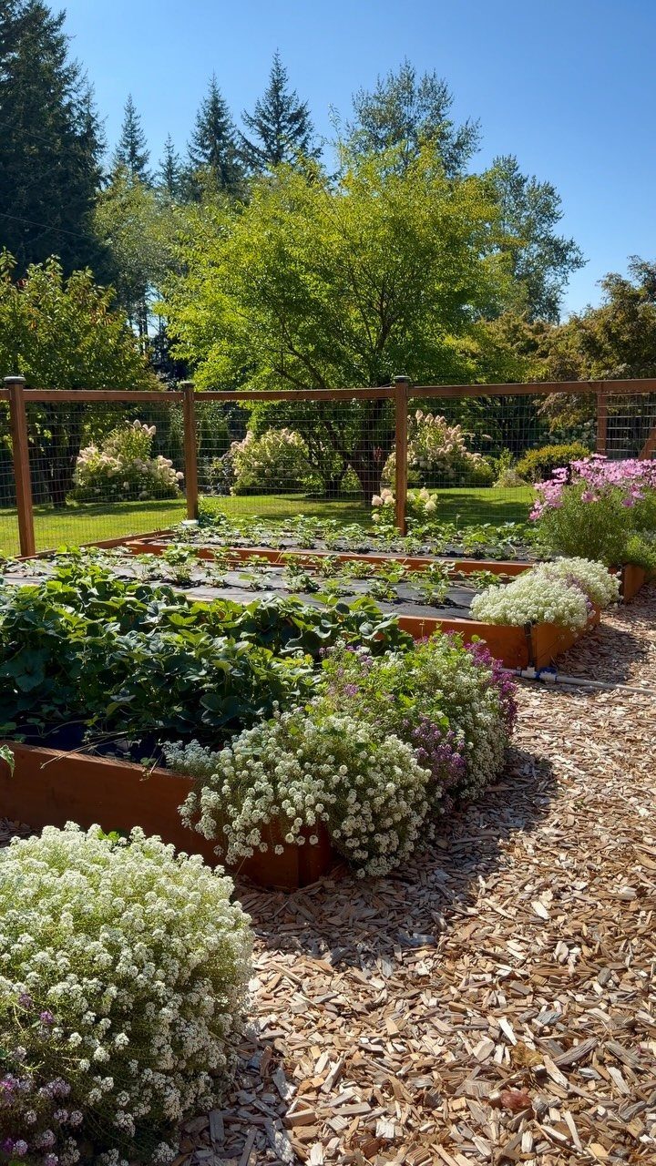 Raised garden beds with green plants and white flowers sit on wood chip mulch near a fence.