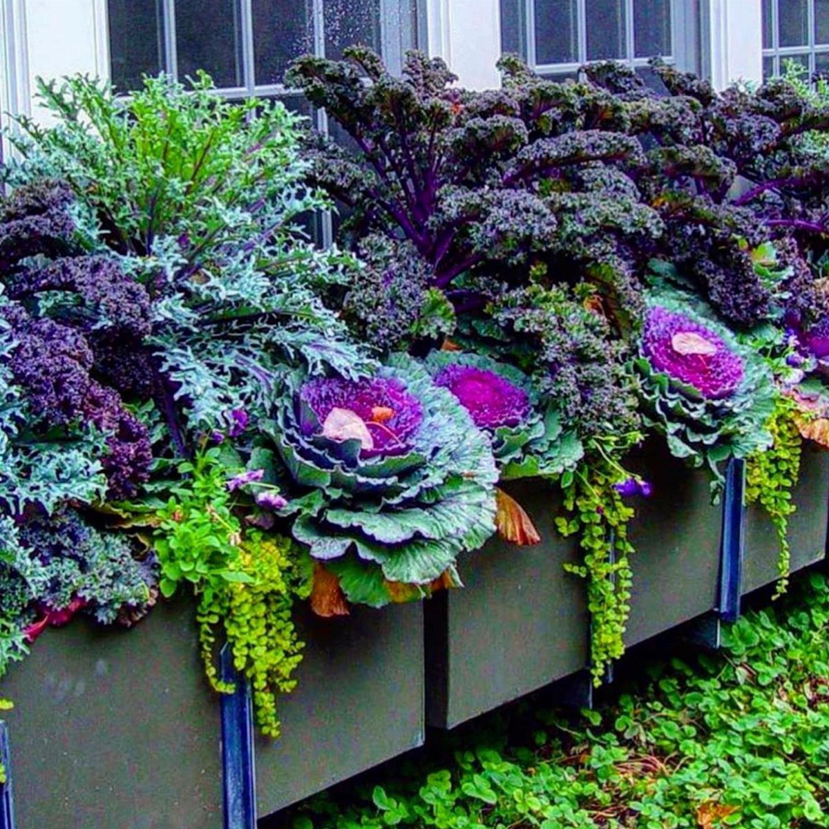 Ornamental kale and cabbage plants with trailing green succulents in a long rectangular planter box.