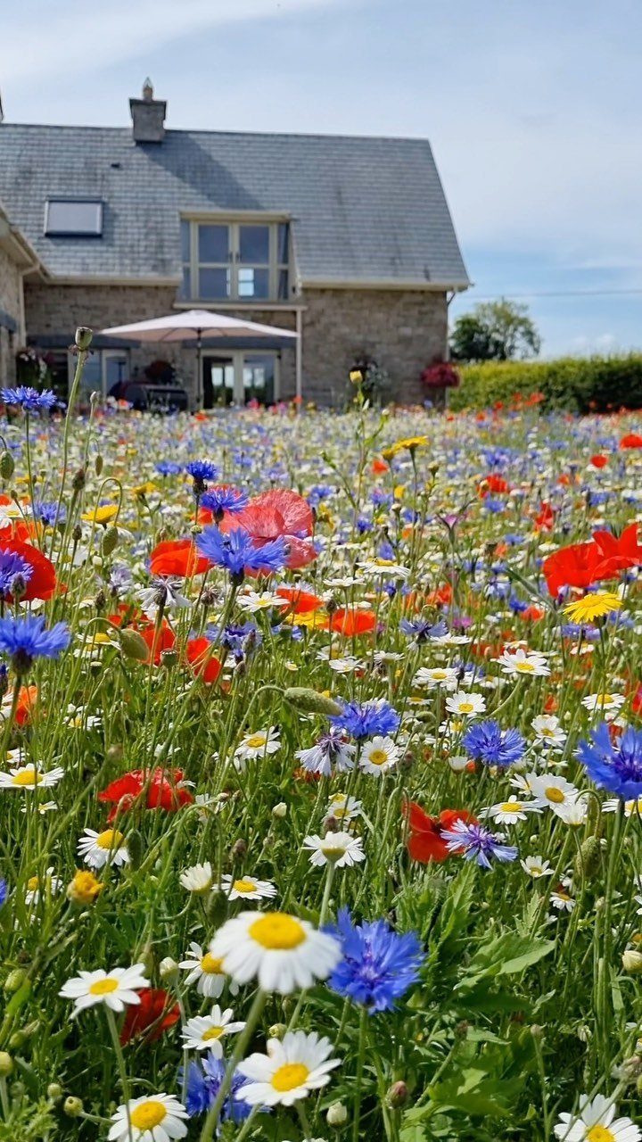 Wildflowers including poppies, cornflowers, and daisies blooming in a lush meadow in front of a stone house.