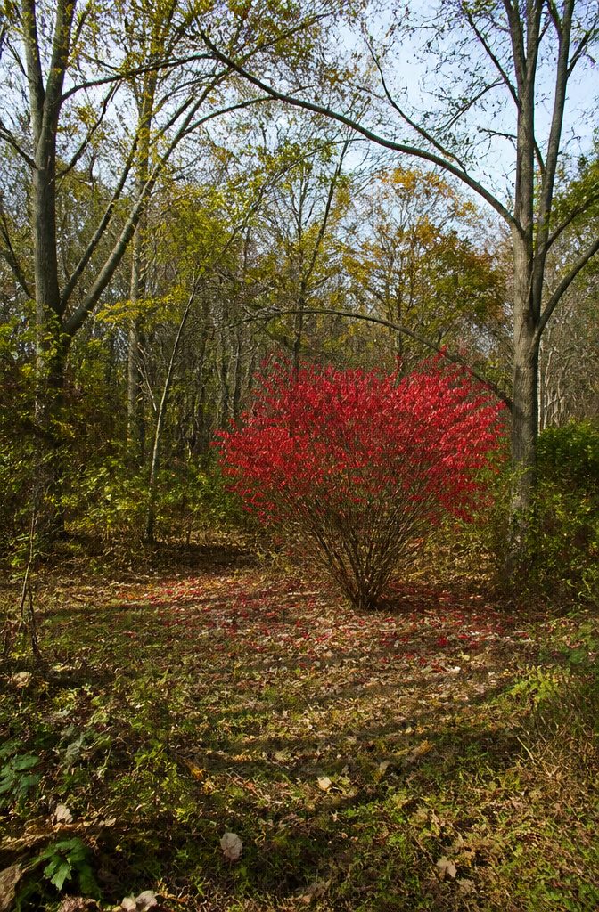 Burning Bush Landscaping: Growth, Care, and Invasive Risks 8 A burning bush shrub with berries, showing its impact on wildlife.